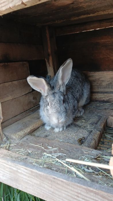 Продаются Кролики