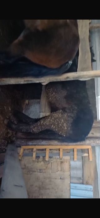 Продам лошадей  г Астана