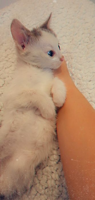 Adoptie pui de pisica Shuri