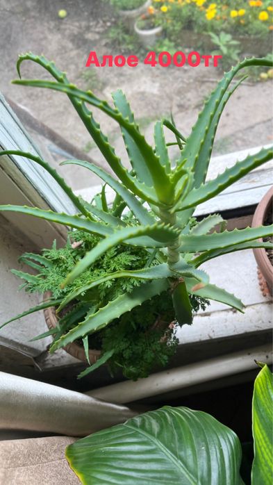 Продам комнатные цветы