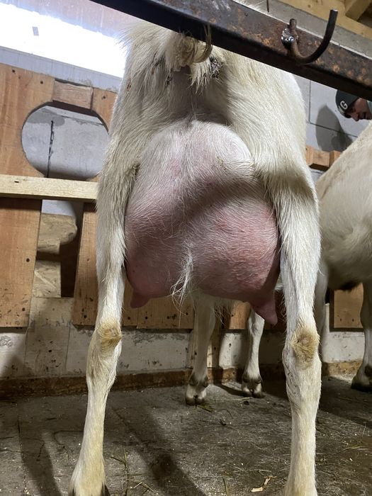 Vand tapisori saanen din mame bune de lapte