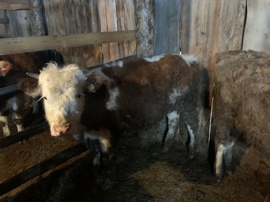 Продам бычков годовалых оптом