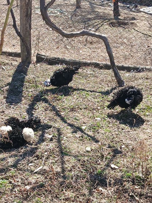 Oua moțate olandeze frezate