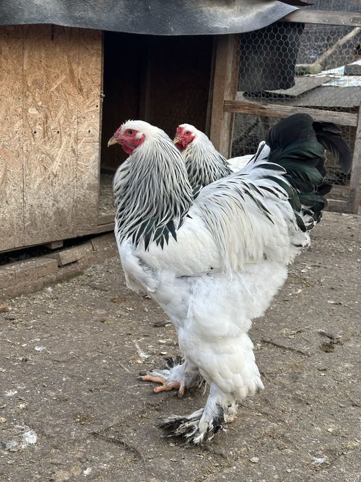 Vând puicuțe si cocoșei brahma !