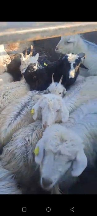 Продается Коза 13 штук