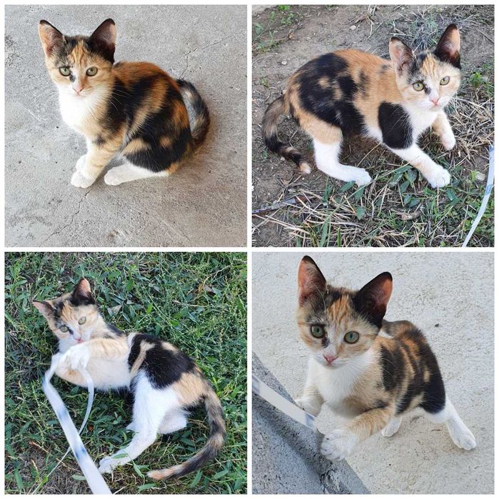 Малки котета – различни шарки