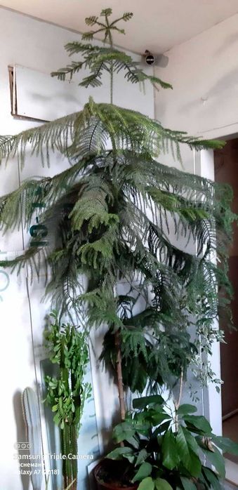 Араукария (Araucaria heterophylla)