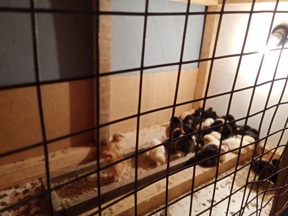 Цыплята Недельные Домашние