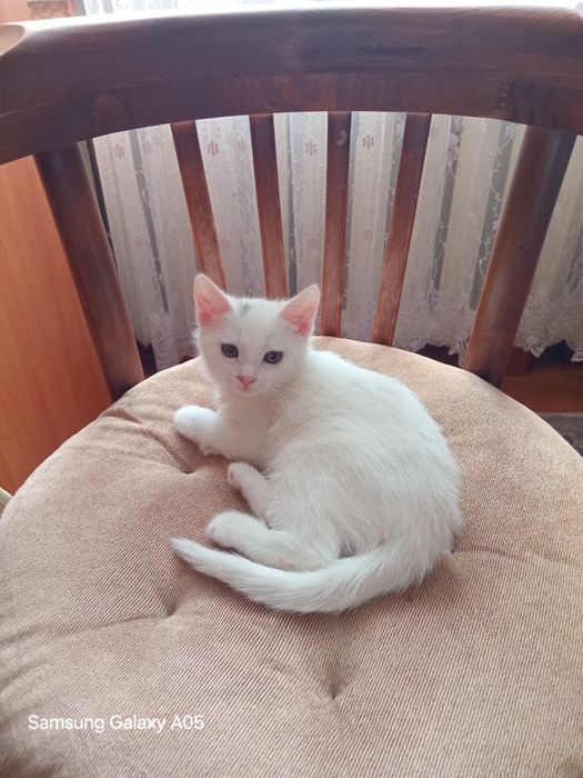 Отдам котят ,две девочки