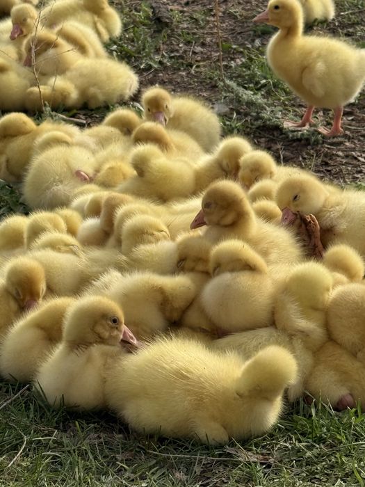 Гуси гусята линда