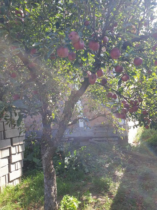 SUC de MERE BIO 100%