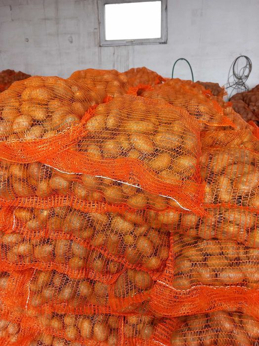 Vand sămânță de cartof