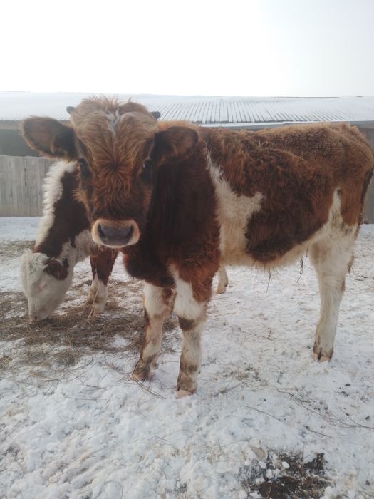 Продам бычок. Подсос.