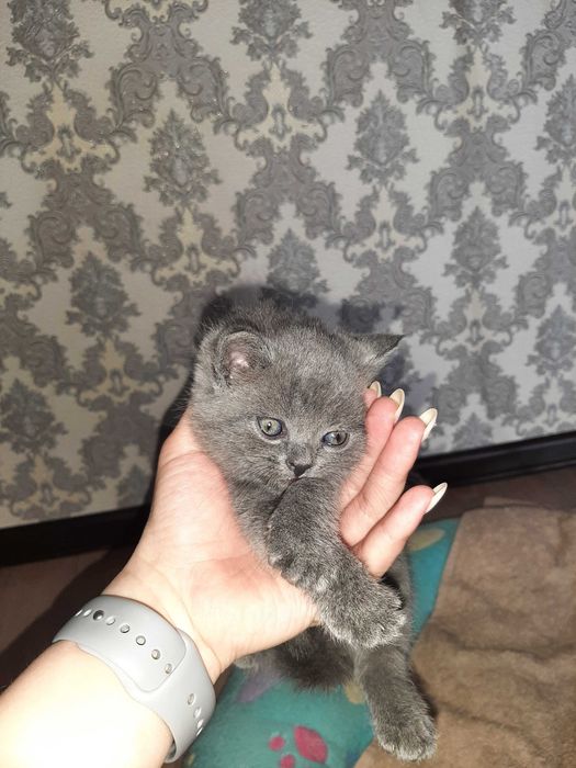 Котята шотландский вислоухий и шиншиллы