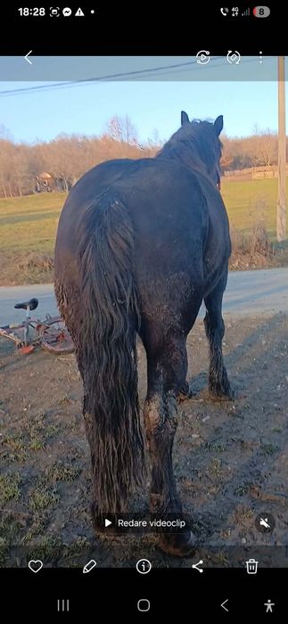 De vzare Mânzâ de 4 ani de mai múlté detali telefoni