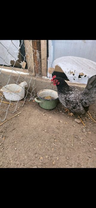 200 famila de chabo 2+1 . 100 cocos de olandeză