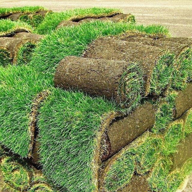 Газон екиш хизмати