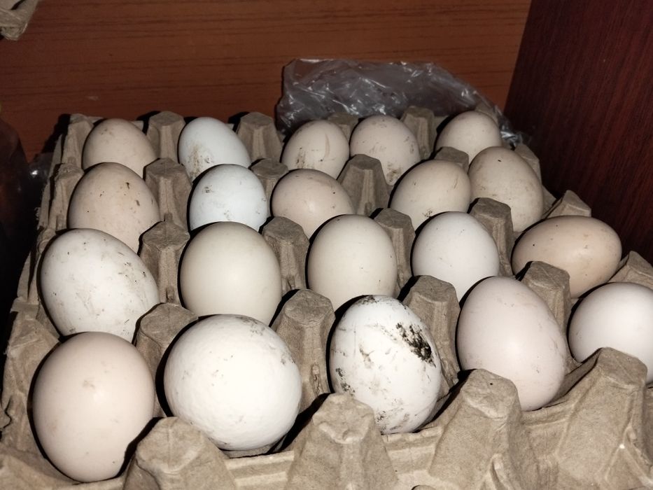 куриные яйца для инкубации