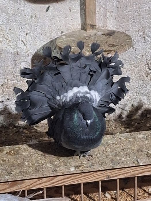 Indieni Voltați indieni