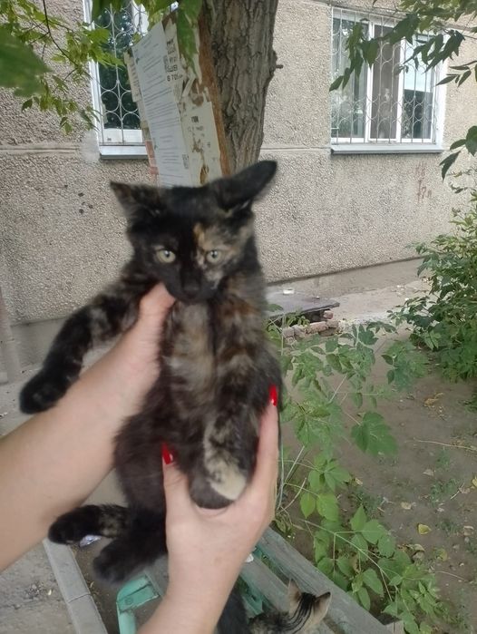 Отдам в добрые руки