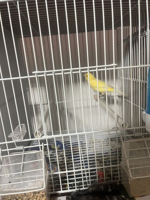 Canari cauta alta casa