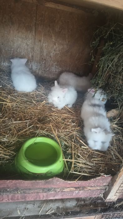 Vând masculi iepurași cap de leu rasa pura