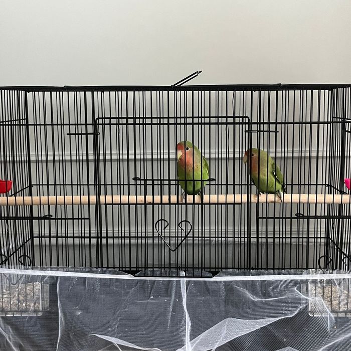 Неразлучник попугай пара