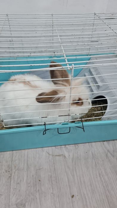 Продам кролика домашнего