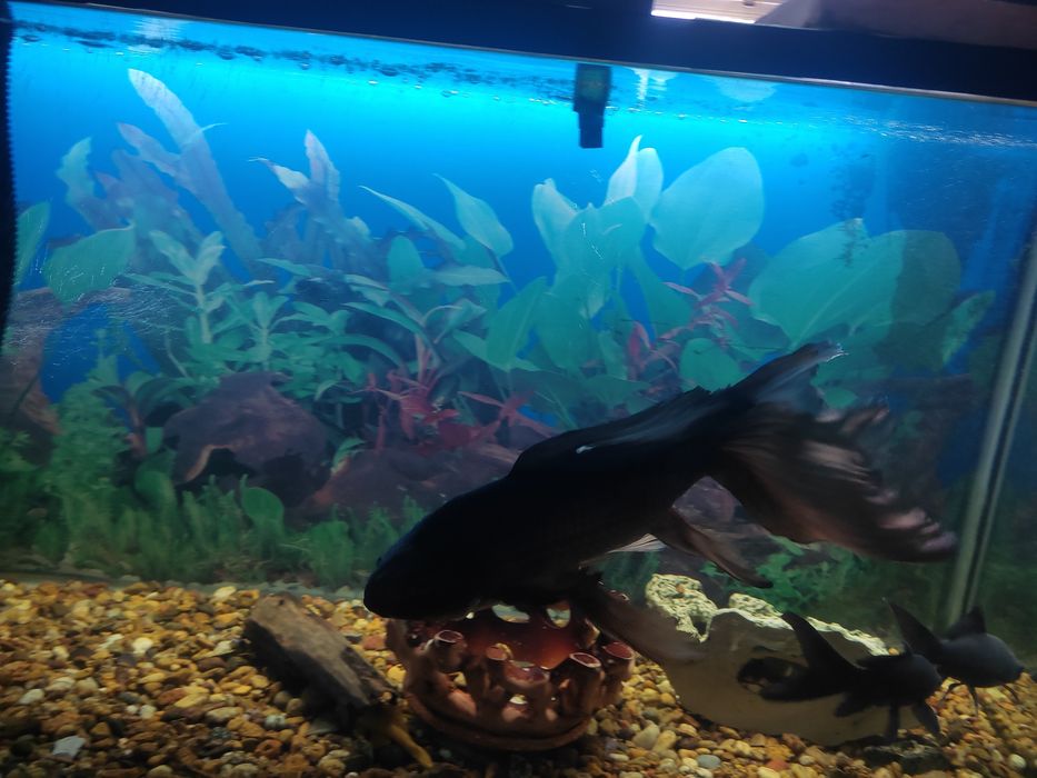 Үлкен аквариум балыгы