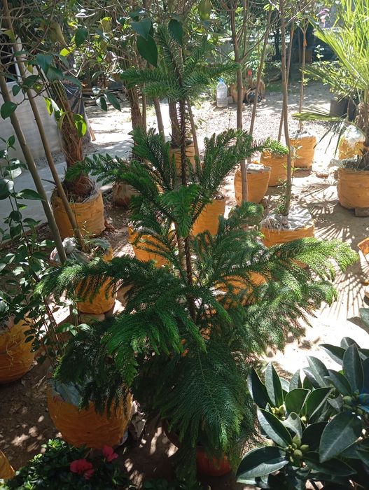 Ot orish archa ekish gazon ekish