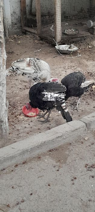 Индуклар сотилади галишамиз