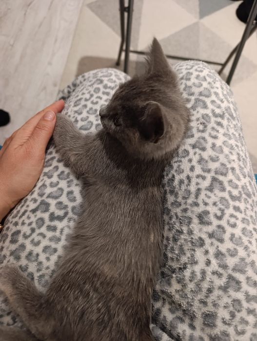 Pisica spre adoptie