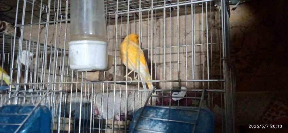 канарейки здоровые