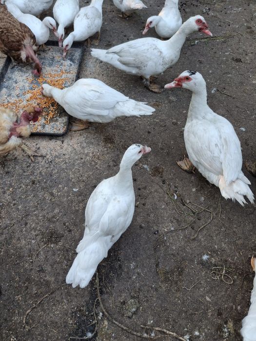 Vand rate  crescute la țară bio
