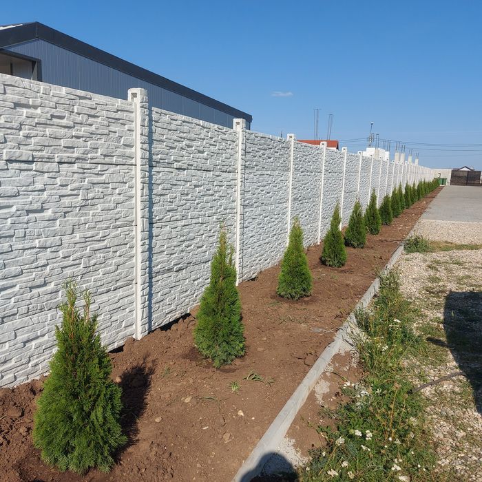 Prunus Laurocerasus / Laur englezesc / Gard viu vesnic verde