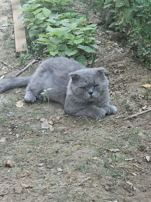 Shotlandskiy vesluha zoti juda toza