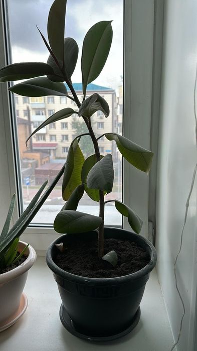 Продам цветок фикус.