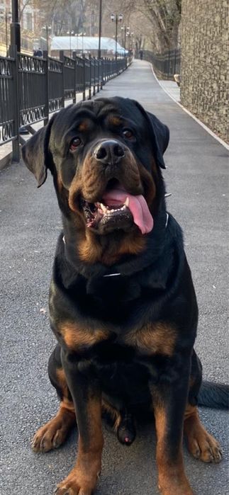 Шикарный ротвейлер для вязки