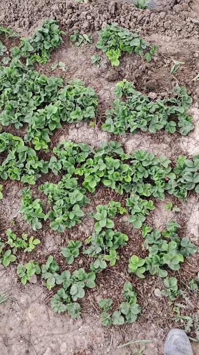 Клубника многоразовая