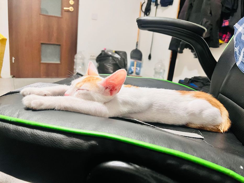 Spre adopție pisicuță iubitoare și jucăușă - 3 luni (București)
