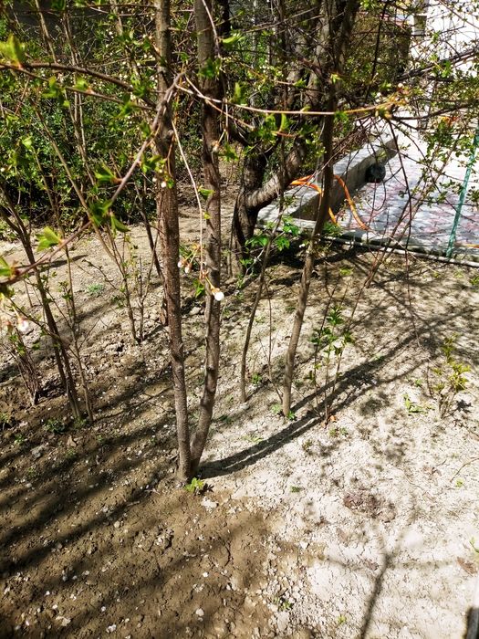 Вишнёвое деревце