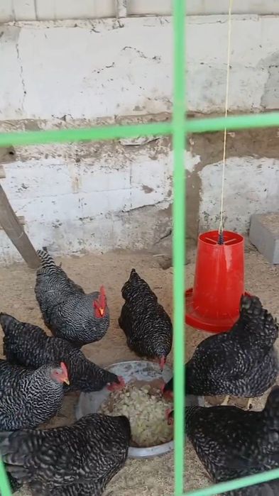 Амрокс парода тоза. 2+8