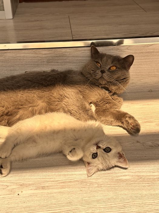 Кот на Вязку Британец