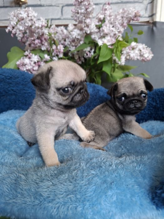 Продаю  щенков  мопсят