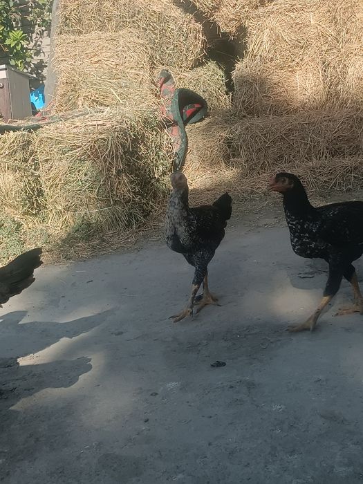 Asl zot kulangi bolalari sotildi.
