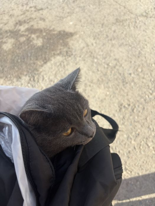 Кот отдам в добрые руки