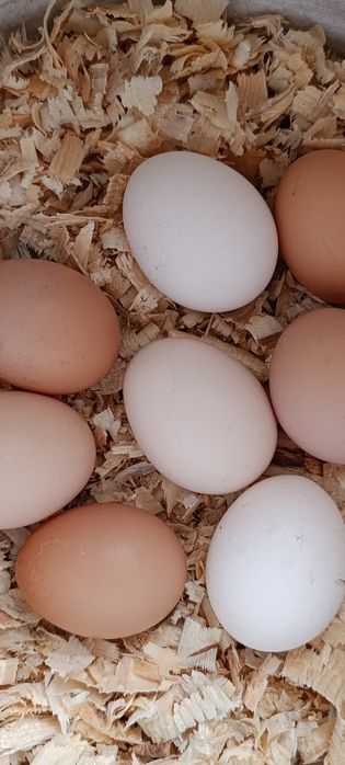 Яйцо курочек молодок