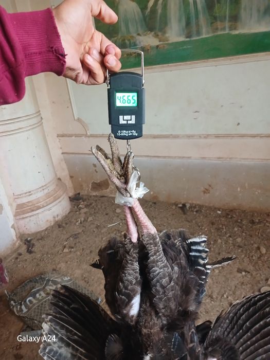 Еркак курка Сотилади