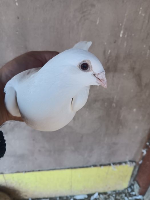 Vand porumbei voiajori