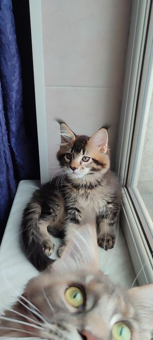 Продам  котенка мальчика Мейн-Кун.